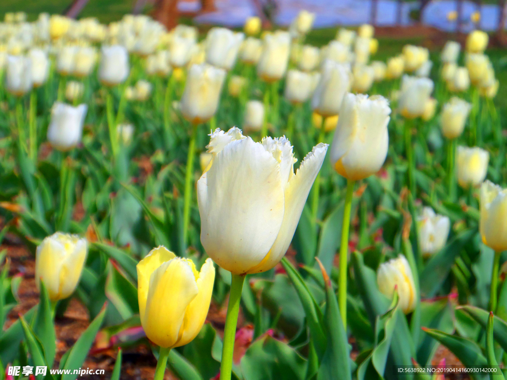 郁金香花