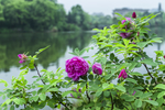 紫花重瓣玫瑰