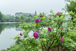 玫瑰花