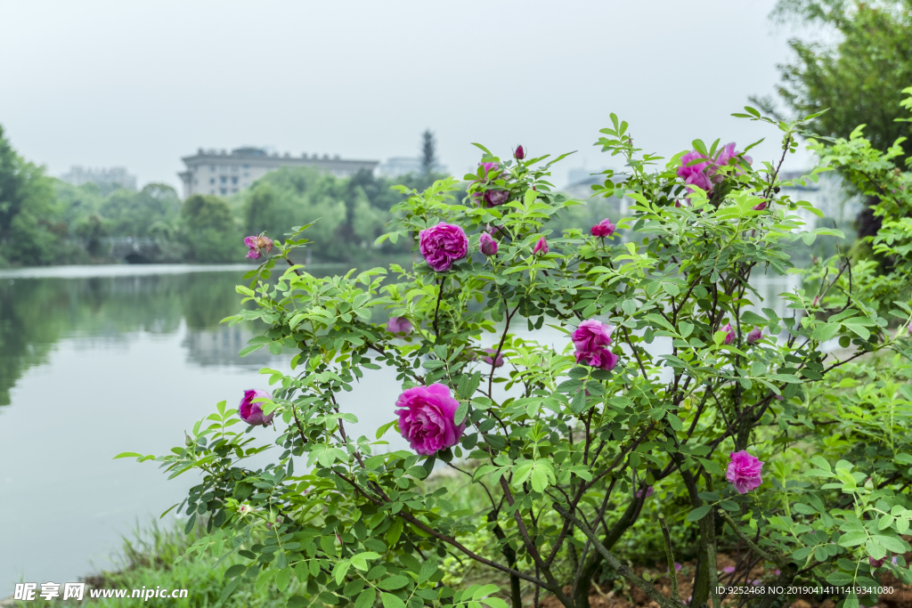 玫瑰花