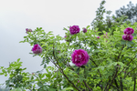 刺玫花