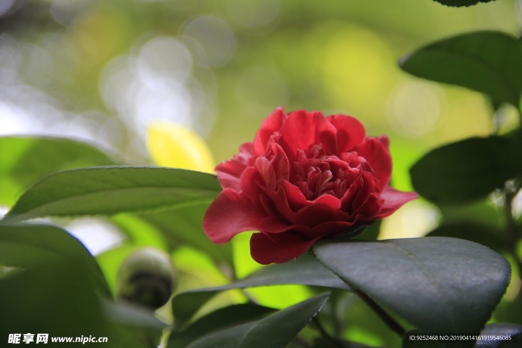 茶花