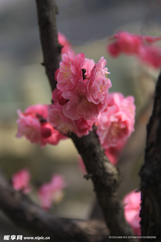 红梅花