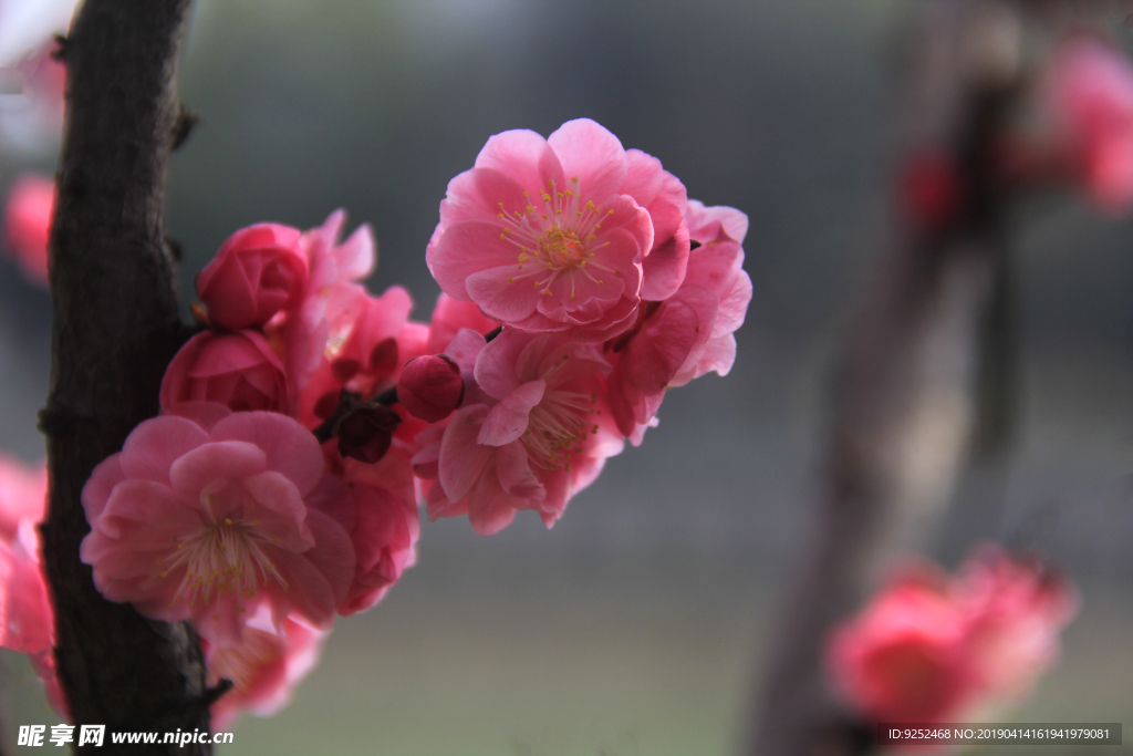 红梅花