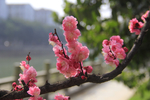 粉梅
