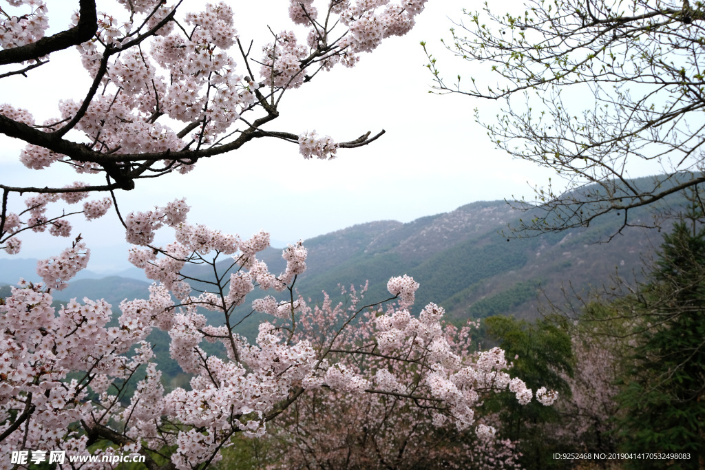 樱花树