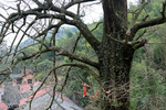 古银杏树