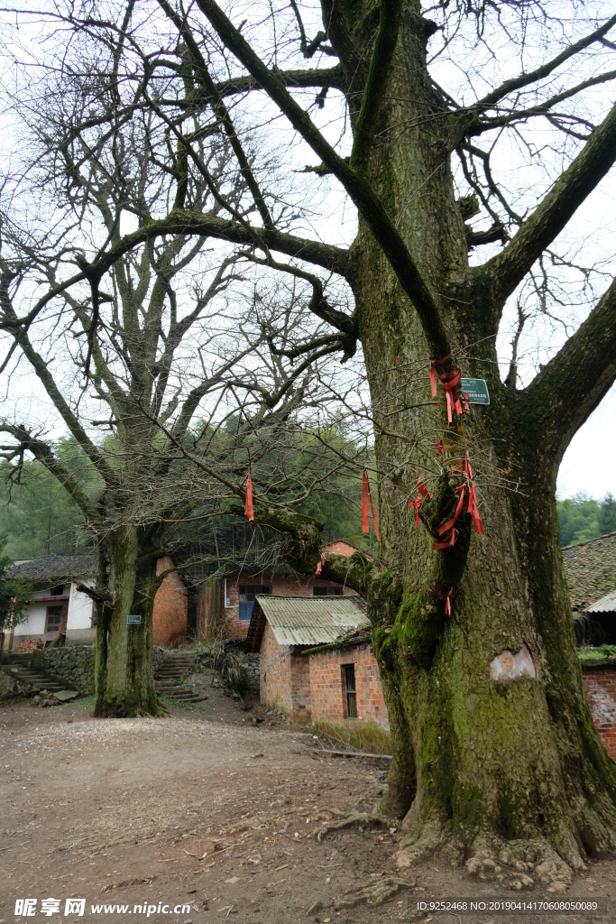 古银杏树