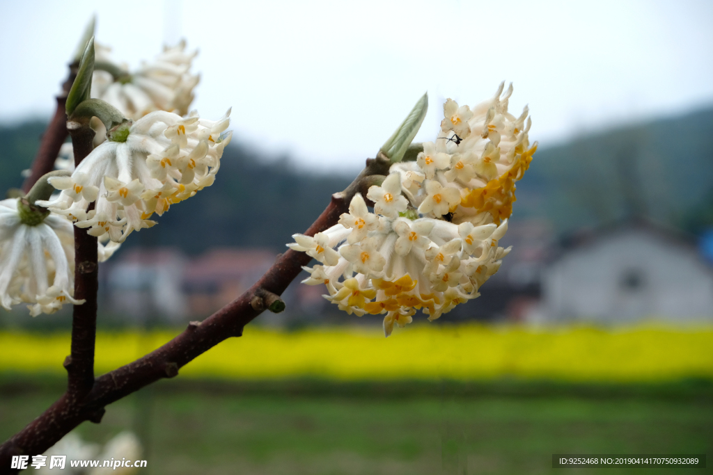 结香花