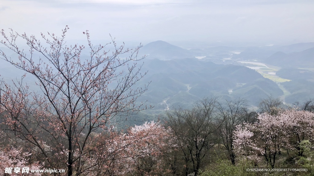大山里的樱花