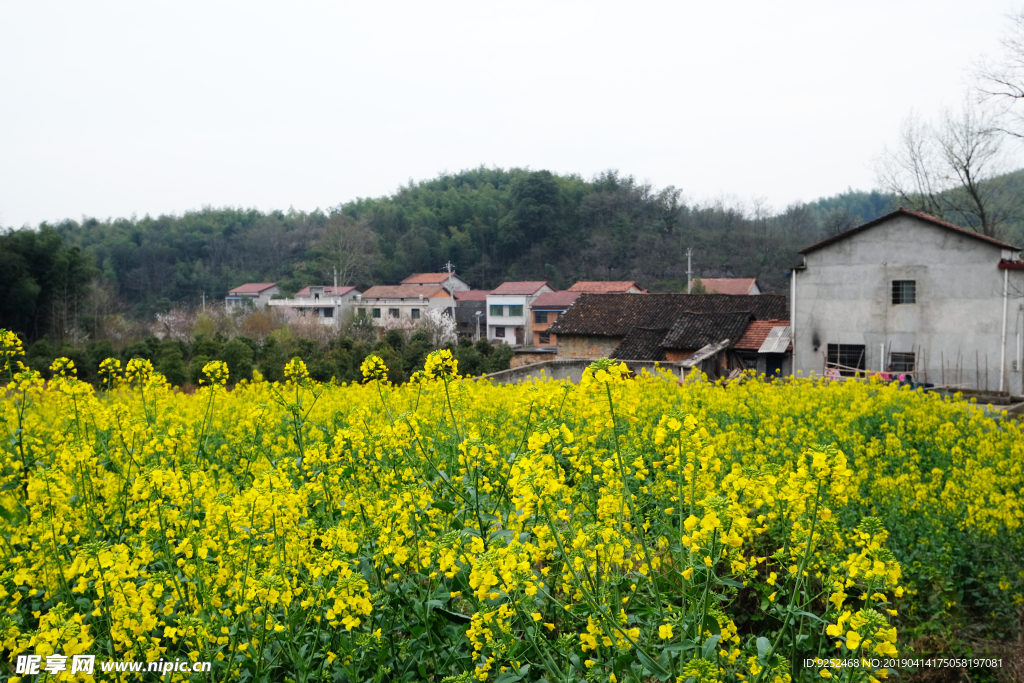 油菜田