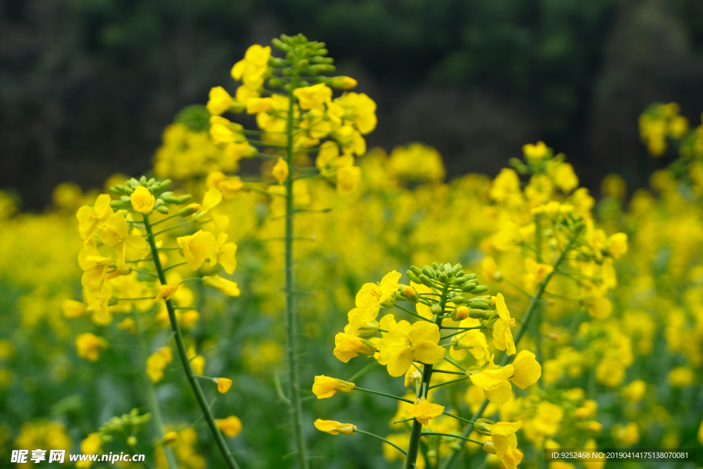 油菜花