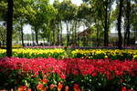 郁金香花园