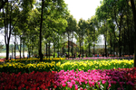 郁金香花园