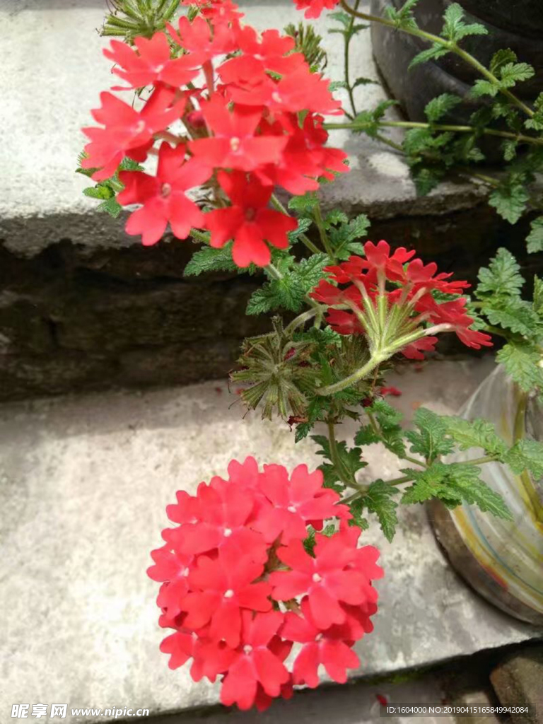 红花