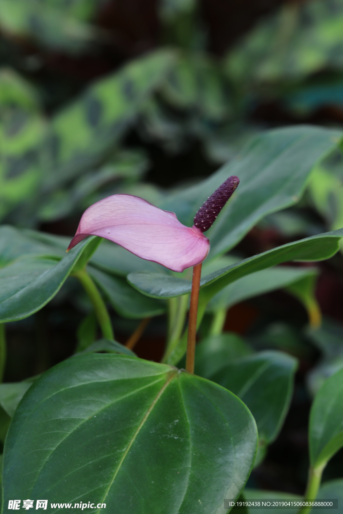 火鹤花