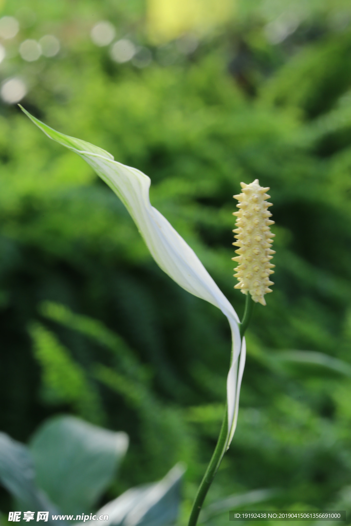 白鹤芋