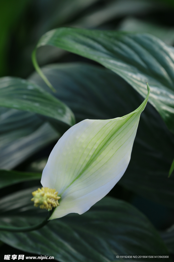 白鹤芋