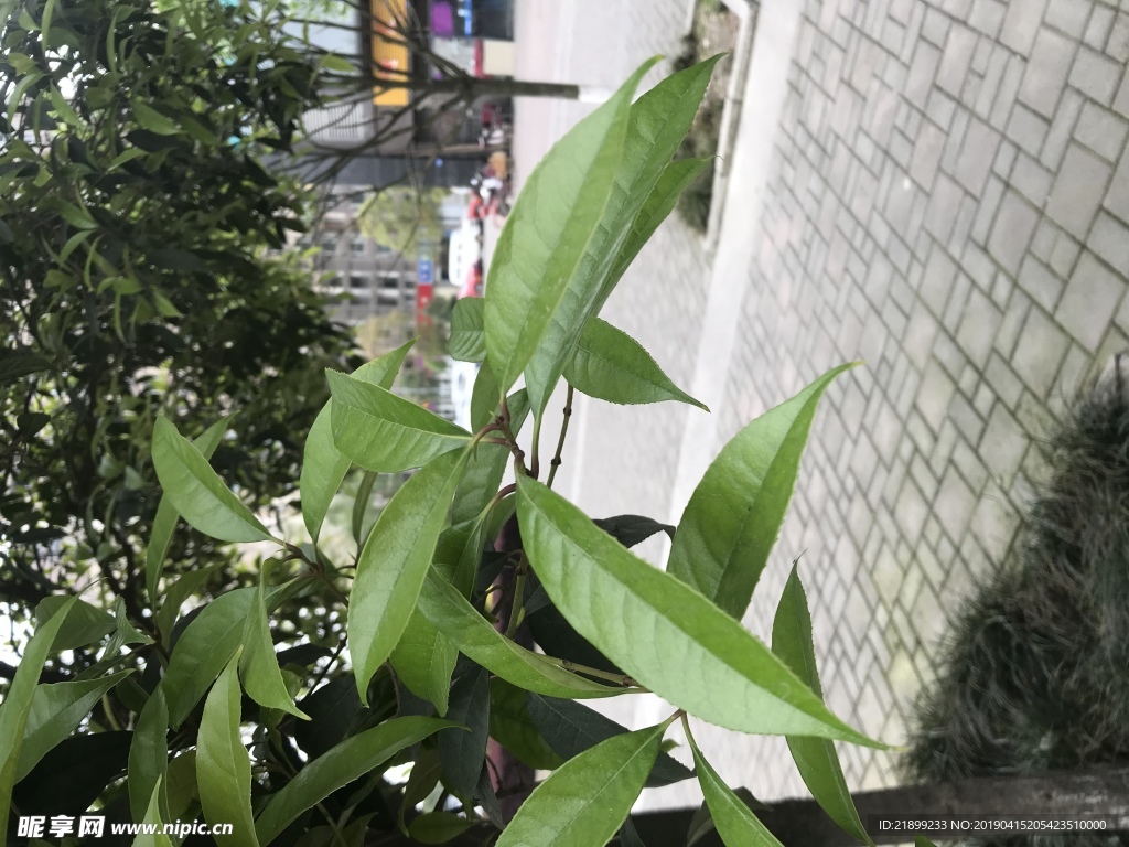 树叶