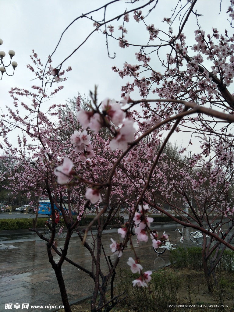 雨中花