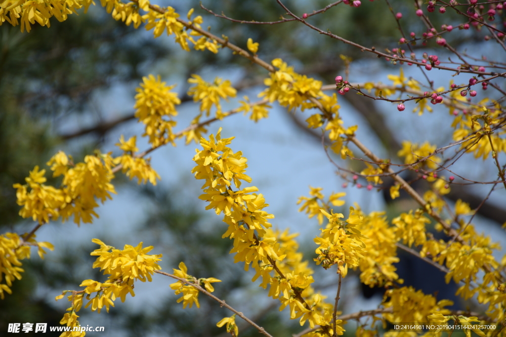 迎春花 春天 鲜花 花朵 盛开