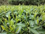 绿茶