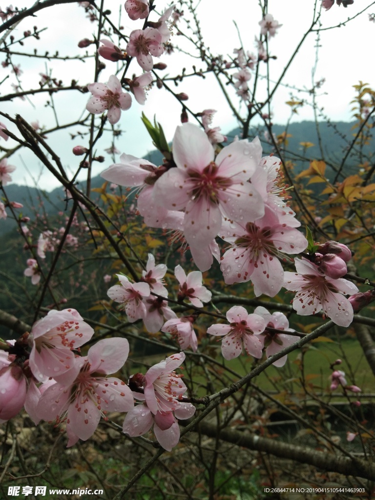 桃花