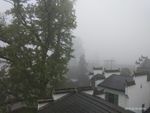 枫树