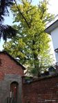 枫树