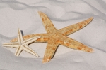 海星