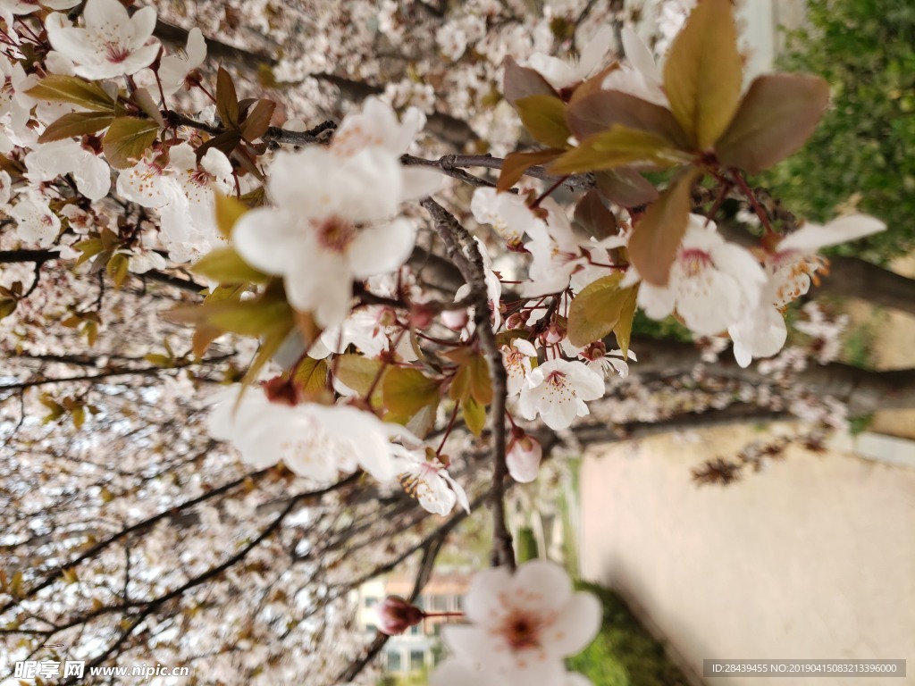 桃花