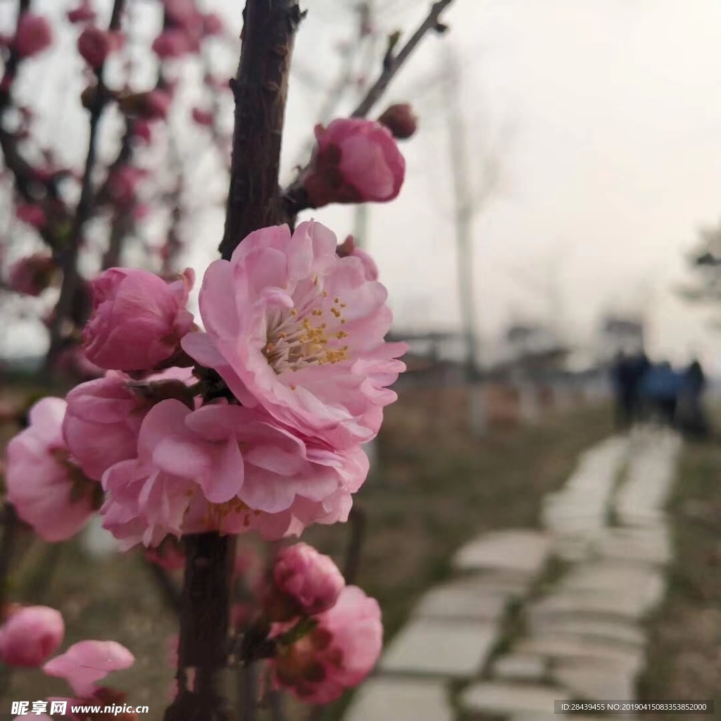 桃花