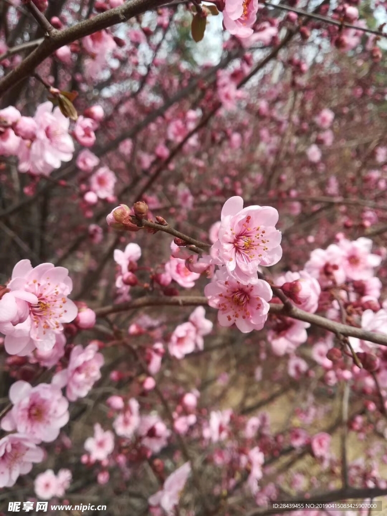 桃花