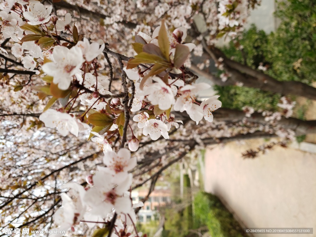 樱花