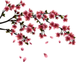 梅花