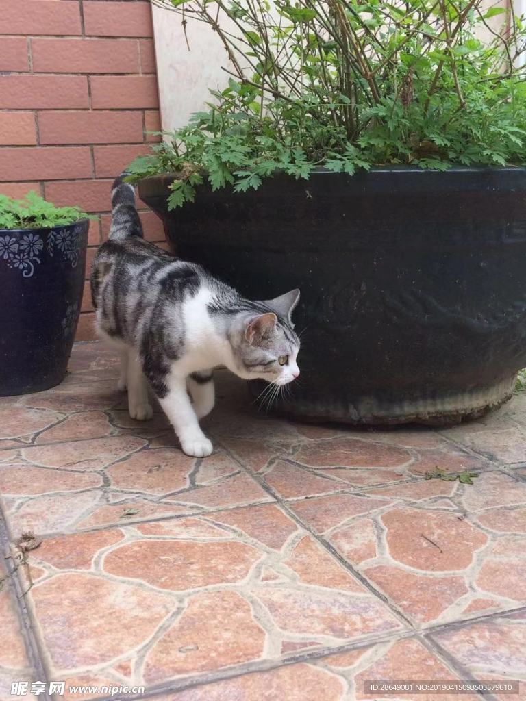 猫