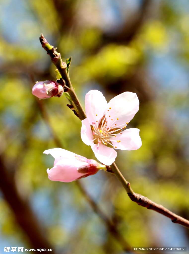 桃花