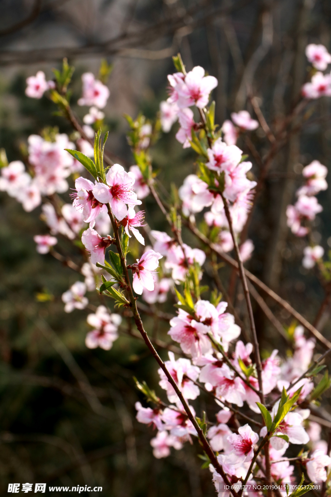 桃花