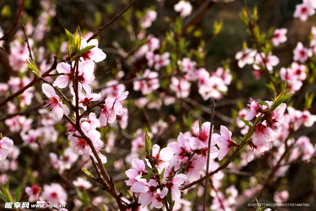 桃花