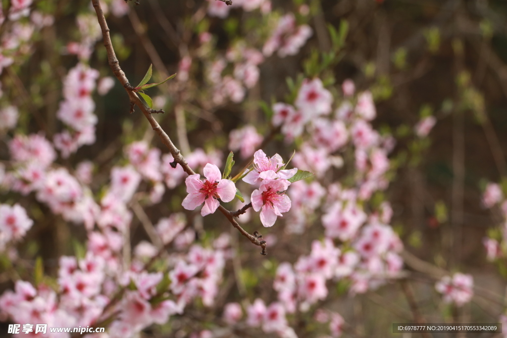 t桃花