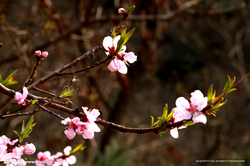 桃花