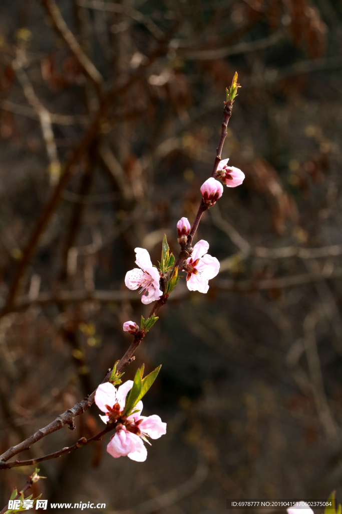 桃花