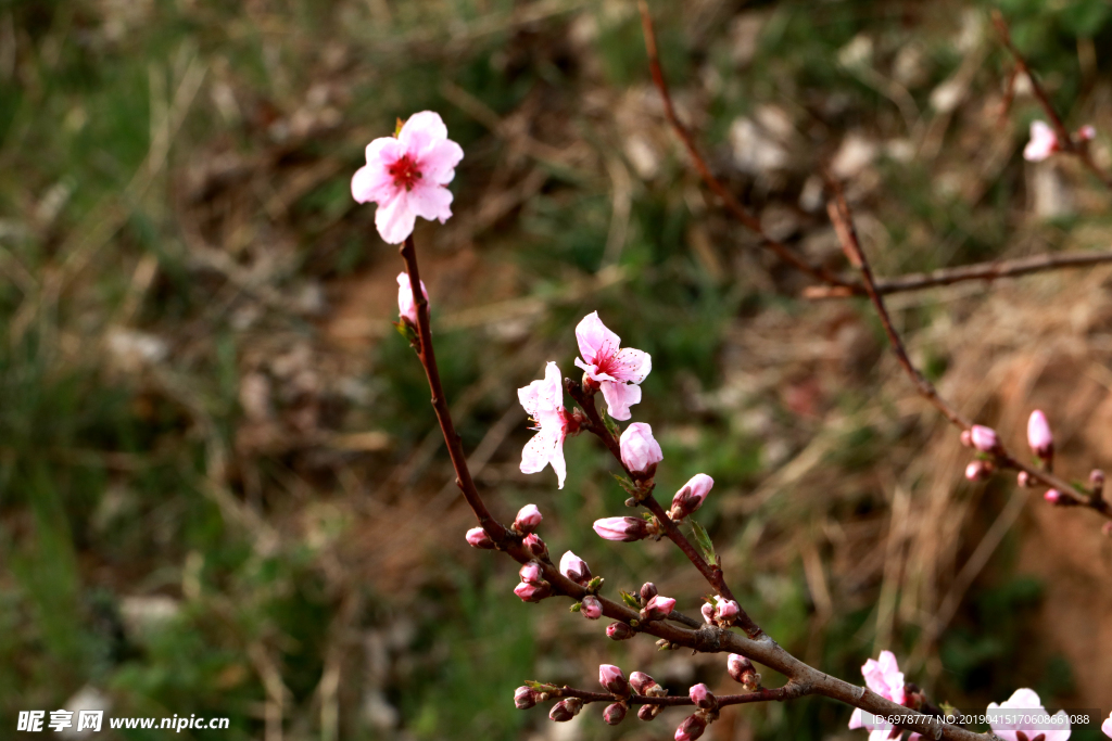 桃花