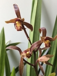 盆栽兰花