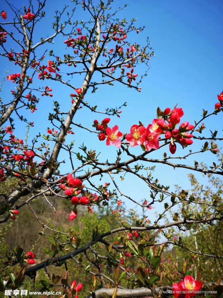 桃花