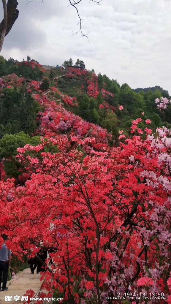 杜鹃花