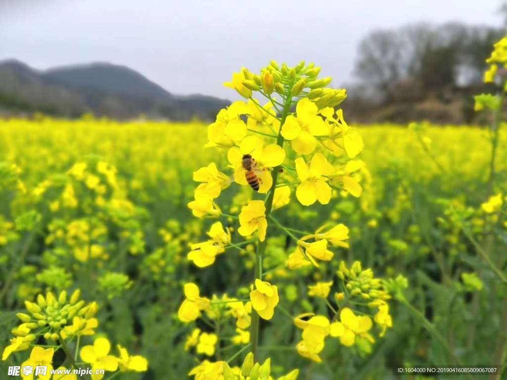 油菜花