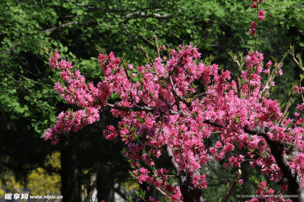 菊花桃