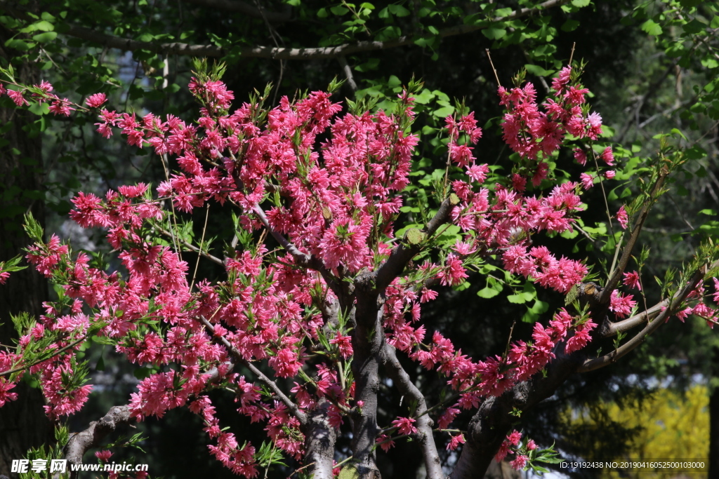 菊花桃