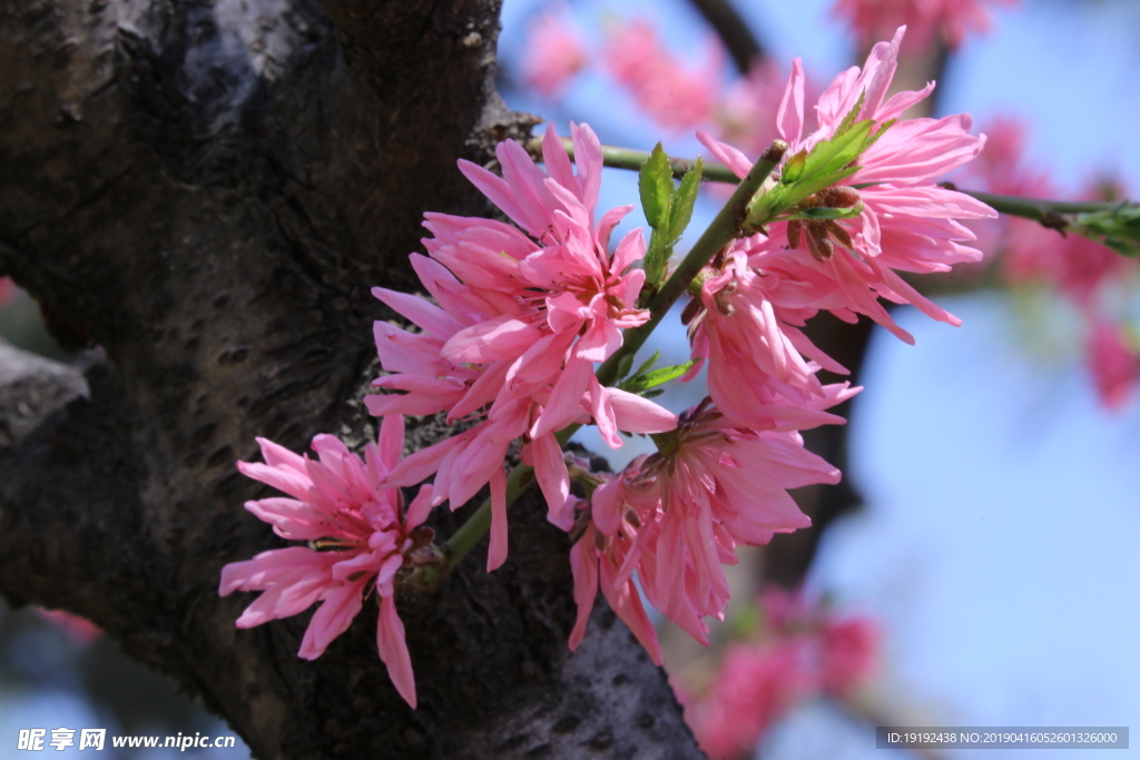 菊花桃